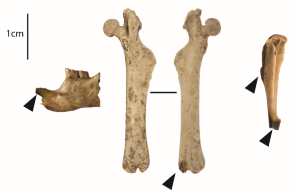 Mandibule (US5729), fémur (US5807) et tibia (US5566) de Mériones affichant des traces de cuisson sur un foyer ouvert.