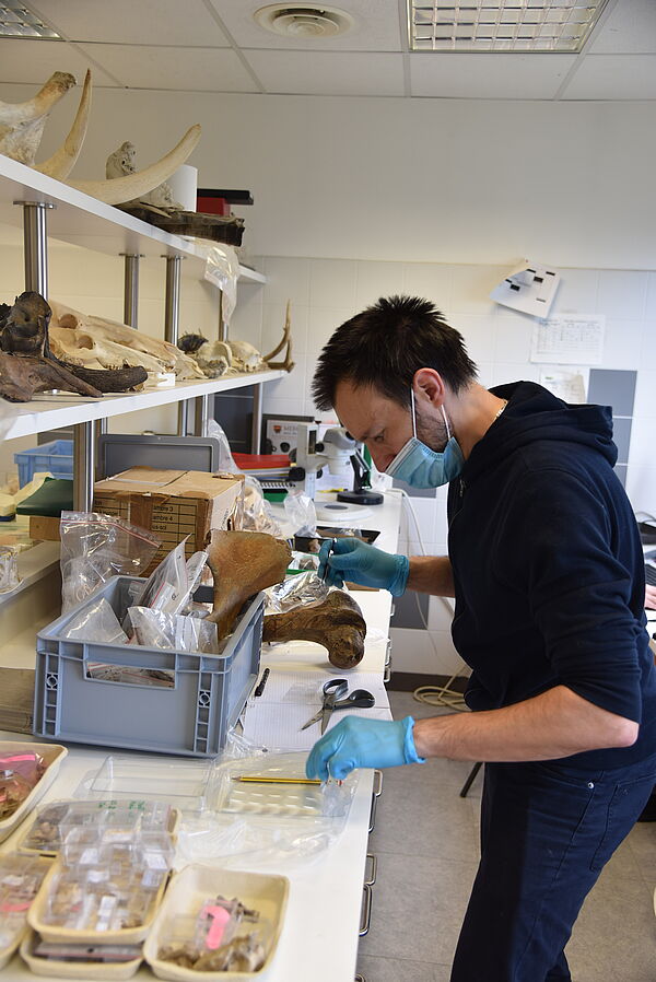 Fabrice Bray - Projet ProtéOsHdF - Laboratoire bioarchéologie animale.